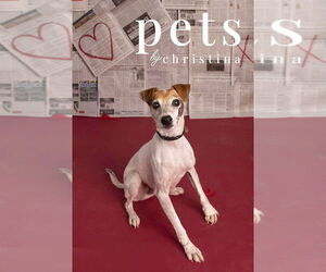 Jack Russell Terrier-Unknown Mix Dogs for adoption in Foristell, MO, USA