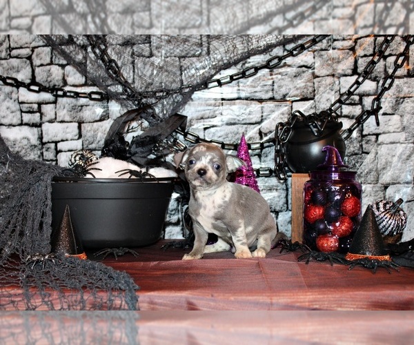 Medium Photo #22 Chihuahua Puppy For Sale in CHARLESTON, AR, USA