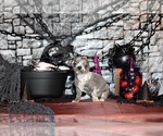 Small Photo #22 Chihuahua Puppy For Sale in CHARLESTON, AR, USA