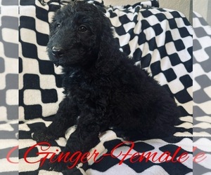 Goldendoodle Puppy for sale in ATWATER, CA, USA
