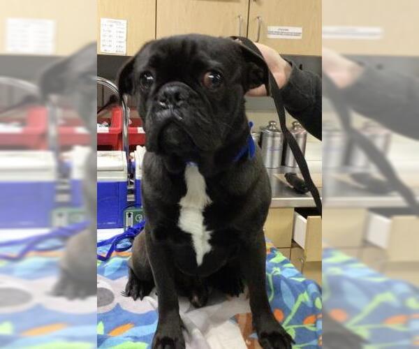 Medium Photo #1 Pug-Unknown Mix Puppy For Sale in Riverside, CA, USA