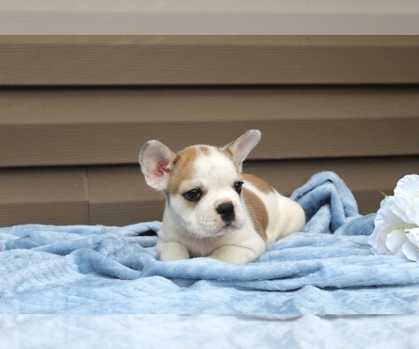 Medium Photo #6 French Bulldog Puppy For Sale in LIBERTY, KY, USA
