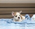 Small Photo #34 French Bulldog Puppy For Sale in LIBERTY, KY, USA