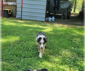 Miniature Australian Shepherd Puppy for sale in HARDY, AR, USA