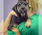 Small #3 Mutt