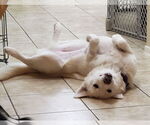 Small #3 Huskies -Labrador Retriever Mix