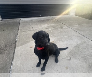 Labrador Retriever Dogs for adoption in GARDEN CITY, MI, USA