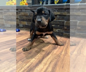 Labralas Puppy for sale in LAKEVILLE, MN, USA