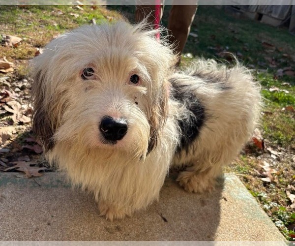 Medium Photo #2 Beagle-Unknown Mix Puppy For Sale in Rustburg, VA, USA