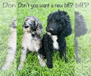 Old English Sheepdog-Sheepadoodle Mix Puppy for sale in LANCASTER, OH, USA