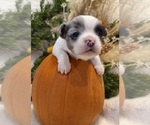 Sky - Female Chihuahua Puppy for Sale - Photo #9