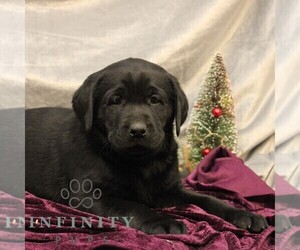 Labrador Retriever Puppy for sale in SHIPPENSBURG, PA, USA