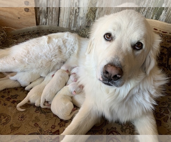 Medium Photo #1 Great Pyrenees Puppy For Sale in WEATHERFORD, TX, USA