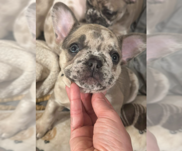 Medium Photo #5 French Bulldog Puppy For Sale in LAS VEGAS, NV, USA
