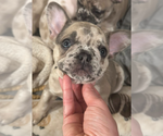 Small #4 French Bulldog