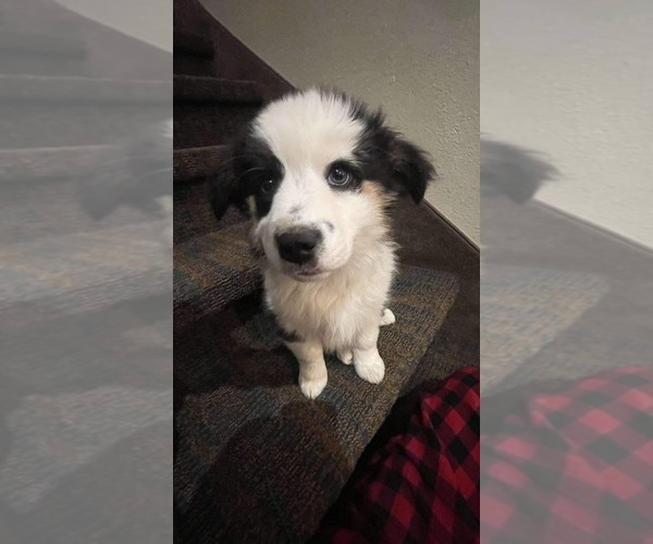 Medium Photo #9 Aussie-Corgi Puppy For Sale in STRASBURG, CO, USA