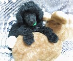 Small Photo #4 Poodle (Miniature) Puppy For Sale in HARTVILLE, MO, USA