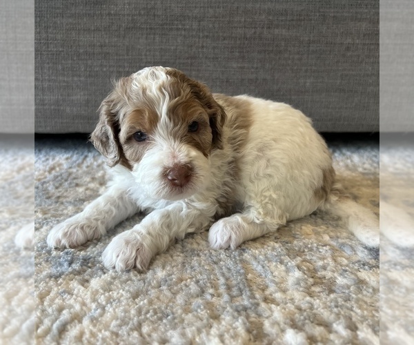 Medium Photo #6 Australian Mountain Dog Puppy For Sale in CULPEPER, VA, USA