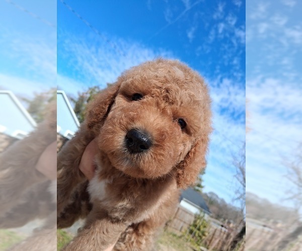 Medium Photo #1 Goldendoodle (Miniature) Puppy For Sale in GASTONIA, NC, USA
