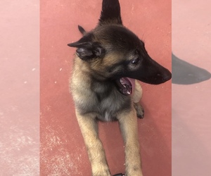 Belgian Malinois Puppy for sale in CUTLER BAY, FL, USA