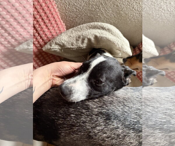 Medium Photo #3 Border Collie-Unknown Mix Puppy For Sale in Aurora, CO, USA