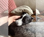 Small #2 Border Collie Mix