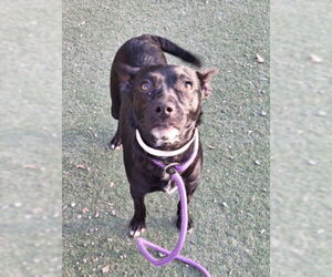 Chihuahua Dogs for adoption in Woodland, CA, USA