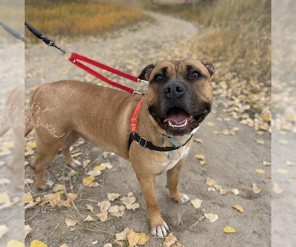 Medium Photo #4 American Bulldog Puppy For Sale in Aurora, CO, USA
