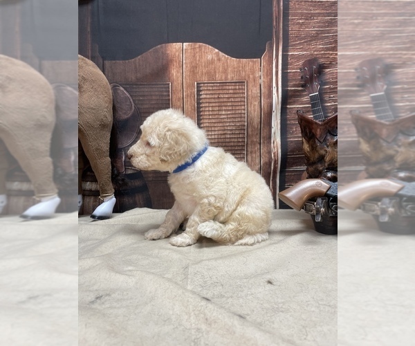 Medium Photo #2 Goldendoodle Puppy For Sale in CLEVELAND, TN, USA
