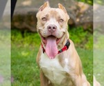 Small #11 American Staffordshire Terrier Mix