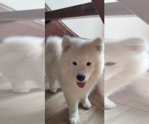 Samoyed Puppy for sale in RIVERSIDE, CA, USA