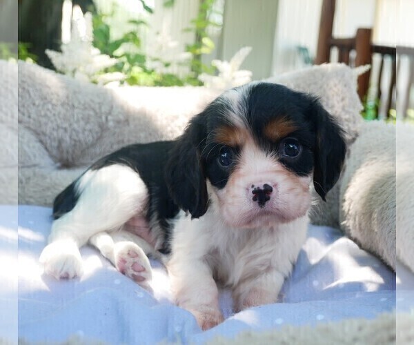 Medium Photo #9 Cavalier King Charles Spaniel Puppy For Sale in SCOTTVILLE, MI, USA