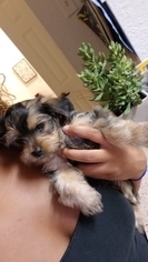 Yorkshire Terrier Puppy for sale in SANFORD, FL, USA