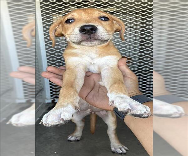 Medium Photo #1 Mutt Puppy For Sale in Bakersfield, CA, USA