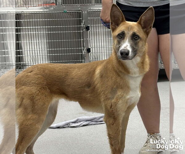 Medium Photo #2 Mutt Puppy For Sale in Washington, DC, USA