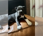 Puppy 3 Cane Corso