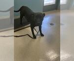 Small Staffordshire Bull Terrier Mix
