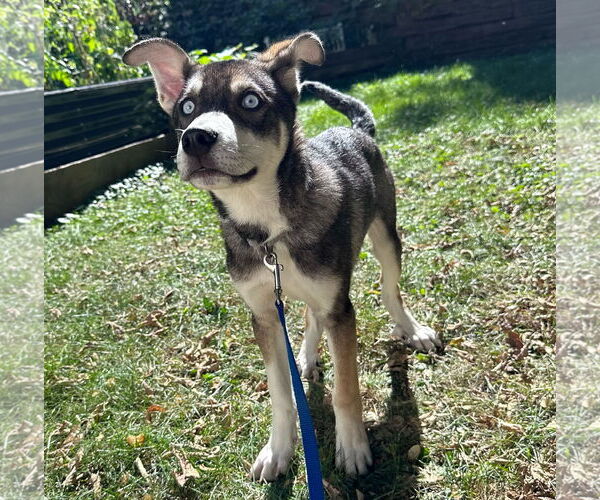 Medium Photo #5 Mutt Puppy For Sale in Brooklyn Center, MN, USA