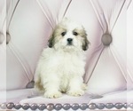 Small Photo #2 Zuchon Puppy For Sale in WARSAW, IN, USA
