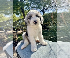 Sheepadoodle Puppy for sale in LEWISVILLE, TX, USA