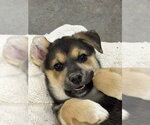 Small #7 Dalmatian-German Shepherd Dog Mix