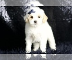 Small Photo #7 Maltipoo (Miniature) Puppy For Sale in WARSAW, IN, USA