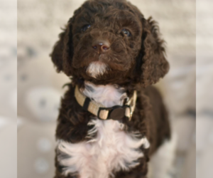 Labradoodle mix (+ Poodle Standard) Puppy for sale in CHULA VISTA, CA, USA