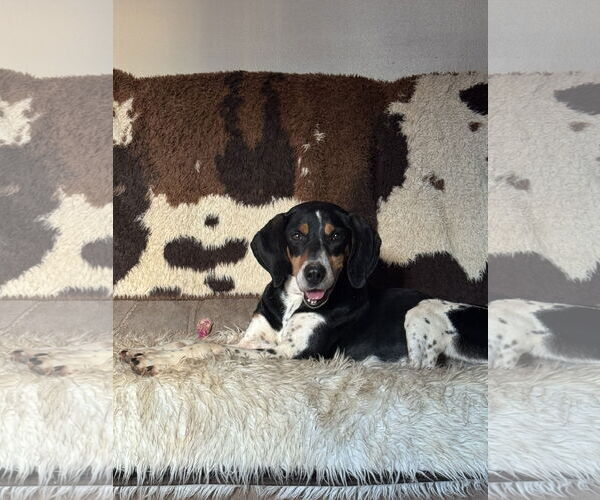 Medium Photo #6 Black and Tan Coonhound-Unknown Mix Puppy For Sale in Holly Springs, NC, USA