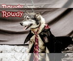 Small Photo #1  Puppy For Sale in , 
