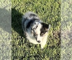 Small #4 Shetland Sheepdog