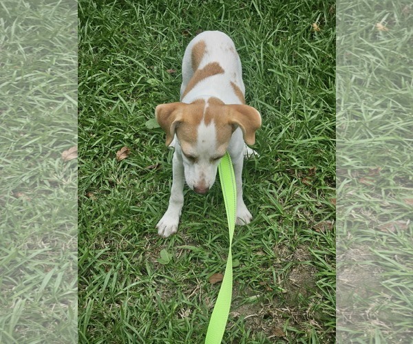 Medium Photo #5 Chiweenie Puppy For Sale in Wakefield, RI, USA