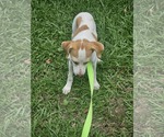 Small #4 Chiweenie