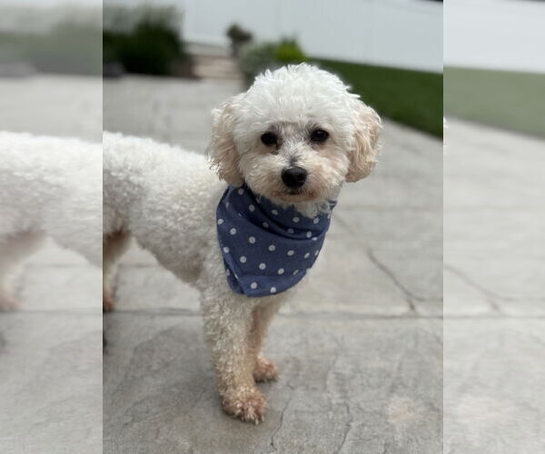 Medium Photo #6 Poodle (Miniature) Puppy For Sale in St. Louis Park, MN, USA