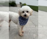 Small #5 Poodle (Miniature)